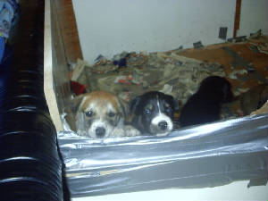 camera036.jpg