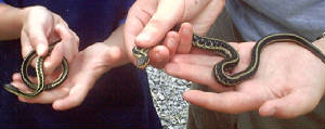 snakes.jpg