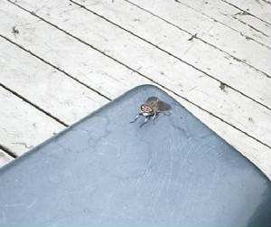 thefly.jpg