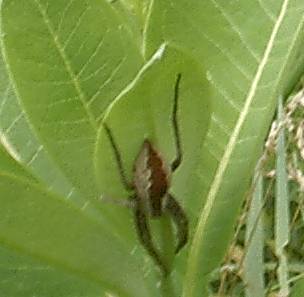 creepyspider.jpg