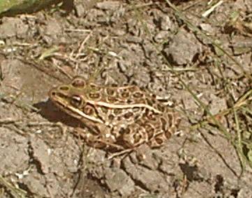 frog.jpg